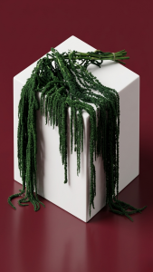 Preserved Amaranthus