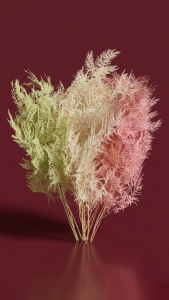 Preserved Asparagus Plumosus