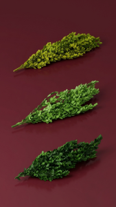 Preserved Boxwood