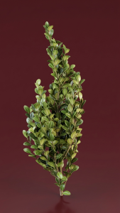 Preserved Buxus Sinica