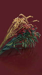 Preserved Chasmanthium