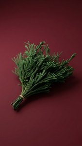 Preserved Club Moss