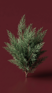 Preserved Cypress