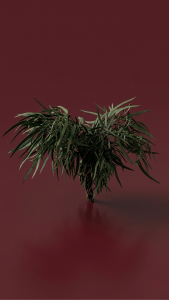 Preserved Eucalyptus Nicoly