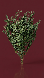 Preserved Eucalyptus KBI Nicoly Bunch
