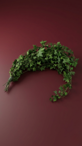 Preserved Hedera Helix