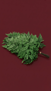 Preserved Leatherleaf Fern
