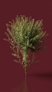 Preserved Lepidium
