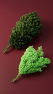 Preserved Ming Ferns