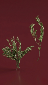 Preserved Olive Stems