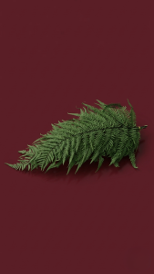 Preserved Wood Fern